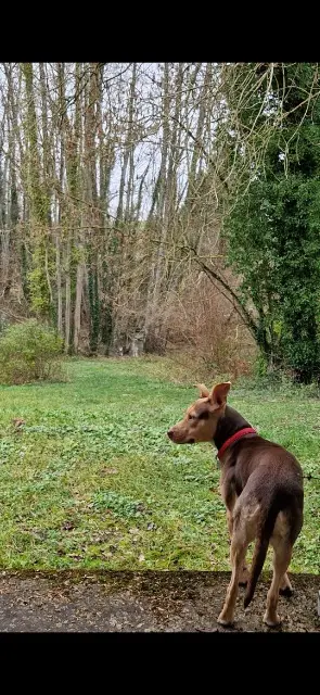 chienne lost    Aix-en-Provence Oria