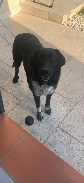 chienne lost    Aix-en-Provence Tchelsy