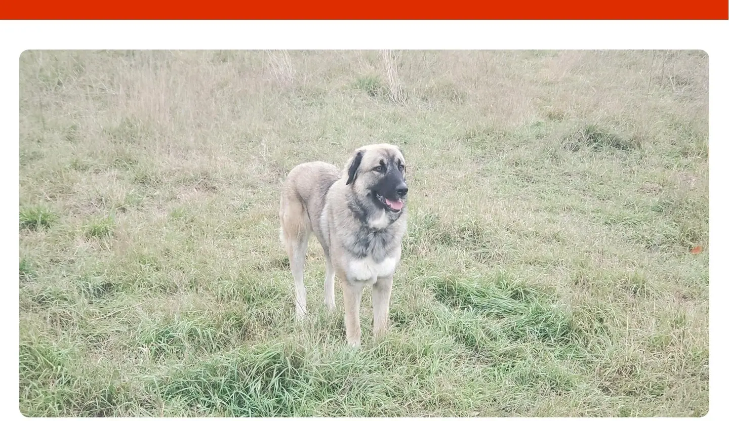 teef vermist 17 Avenue des Belges 13100 Aix-en-Provence teef lost 17 Avenue des Belges 13100 Aix-en-Provence