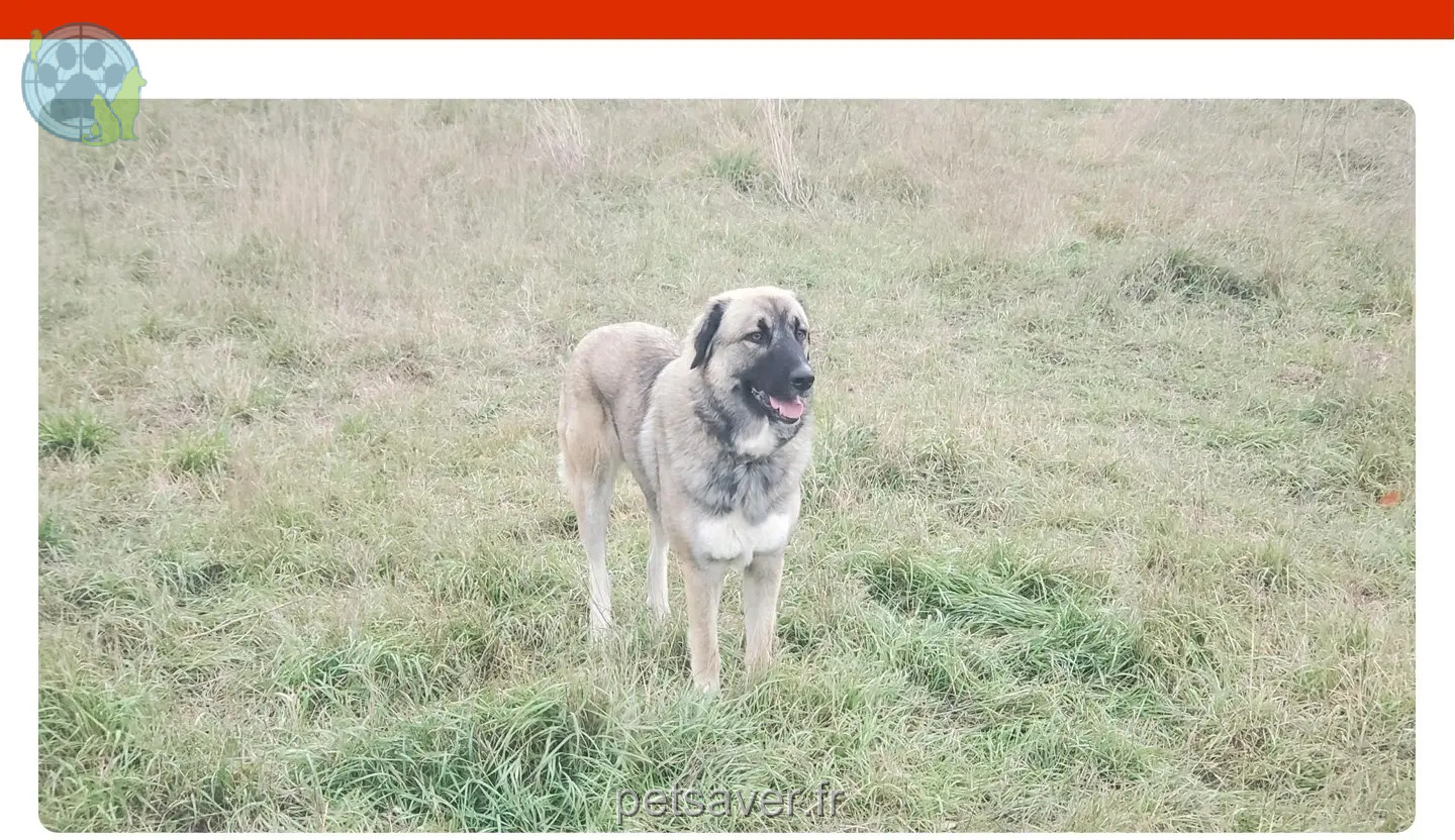 chienne perdue 17 Avenue des Belges 13100 Aix-en-Provence chienne lost 17 Avenue des Belges 13100 Aix-en-Provence