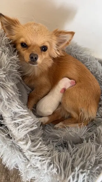 chienne lost   13610 Le Puy-Sainte-Réparade Bella