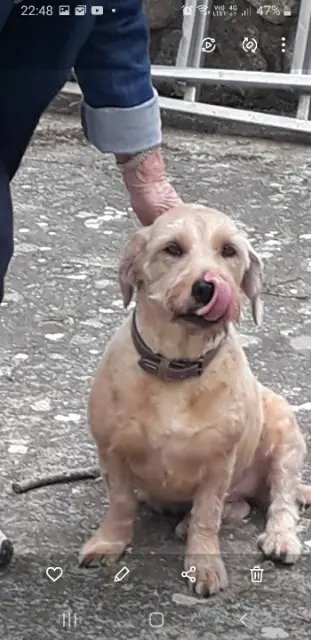 chienne lost   13120 Gardanne Bonnie