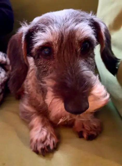 chienne lost   13160 Châteaurenard Ginger