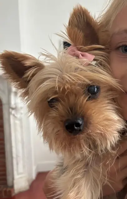 chienne lost   13810 Eygalières Happy