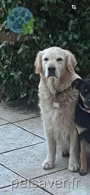 chienne lost   13910 Maillane Juna