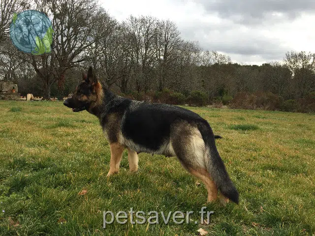 chienne perdue 13410 Lambesc Lipsy chienne lost 13410 Lambesc Lipsy