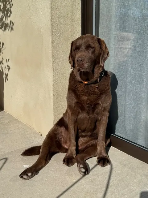 chienne lost   13126 Vauvenargues Lola