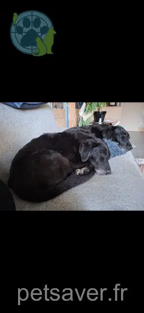 chienne lost   13330 Pélissanne Mafia