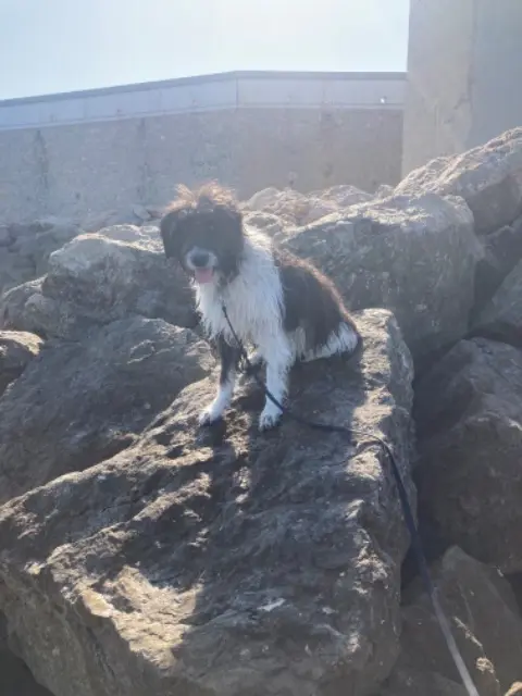 chienne lost    Marseille Khala