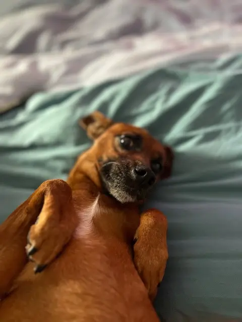 chienne lost    Marseille Nala