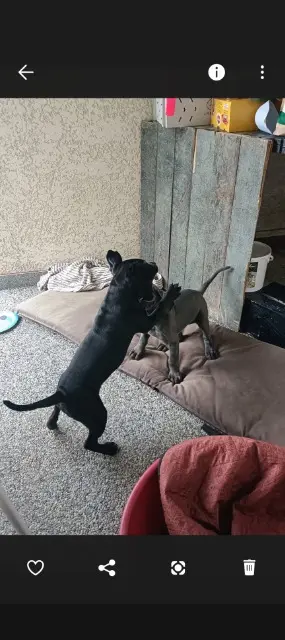 chienne lost    Marseille Nala