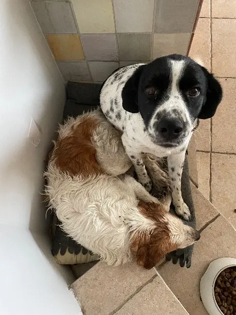 chienne lost    Marseille Odysée