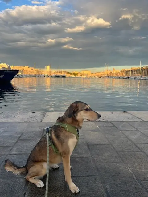 chienne lost    Marseille Riley