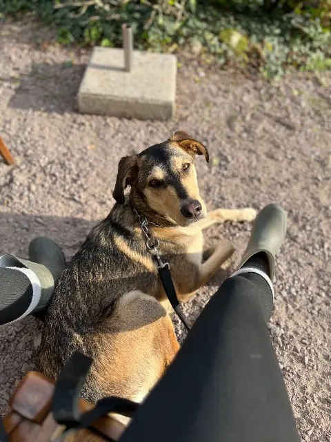 chienne lost    Marseille Riley