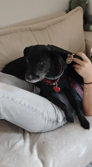 chienne lost    Marseille Tchoupette