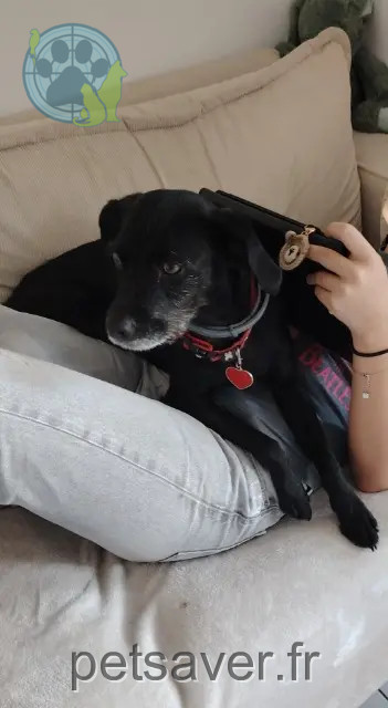 dog lost Marseille Tchoupette dog lost Marseille Tchoupette