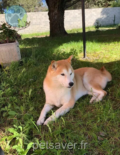 chienne lost   13920 Saint-Mitre-les-Remparts Moï