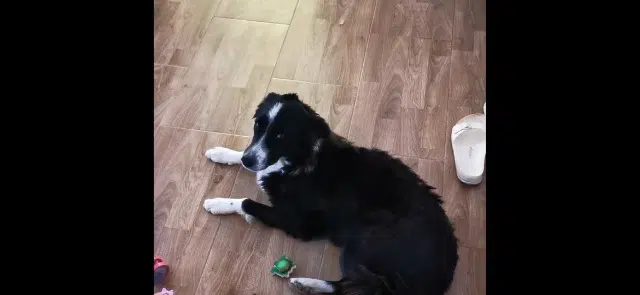 chienne lost   13240 Septèmes-les-Vallons Ninja