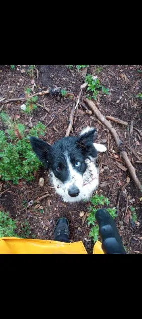 chienne lost   13520 Les Baux-de-Provence Noushka
