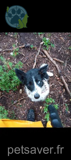 dog lost 13520 Les Baux-de-Provence Noushka dog lost 13520 Les Baux-de-Provence Noushka