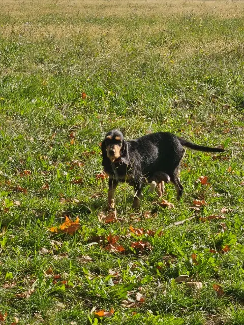 chienne lost   13300 Salon-de-Provence Paillette