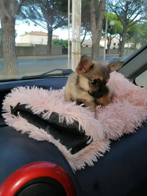 chienne lost   13200 Arles Pepette