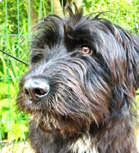 chienne lost   13600 La Ciotat Pilou