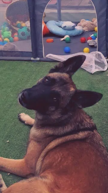 chienne lost   13120 Gardanne Raven