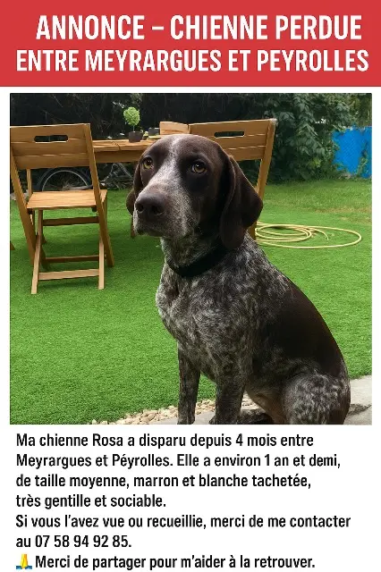 teef vermist 13860 Peyrolles-en-Provence Rosa teef lost 13860 Peyrolles-en-Provence Rosa
