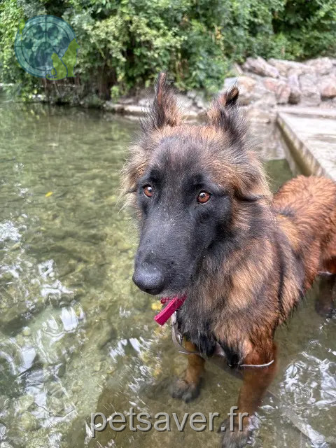 dog lost Arles Salsa dog lost Arles Salsa