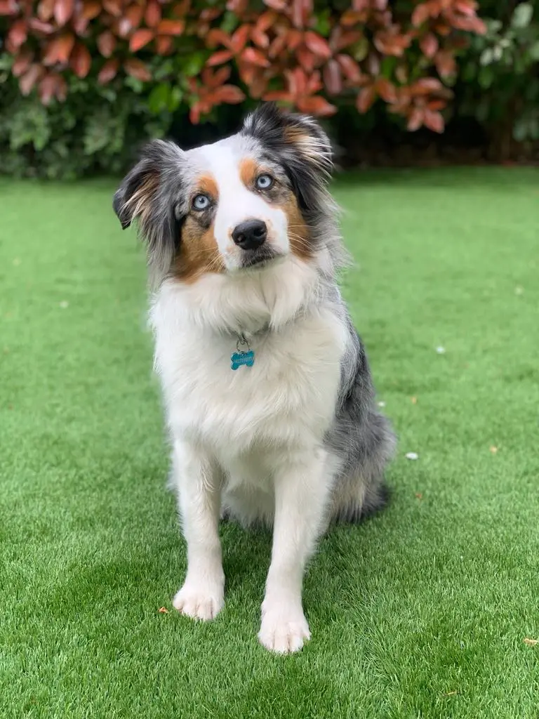 Chienne Perdue 13 Bouches-du-Rhône - Samba Chienne Perdue 13 Bouches-du-Rhône - Samba