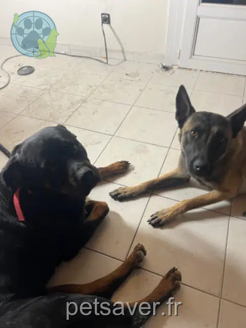 chienne lost   13200 Arles Sierraseyka