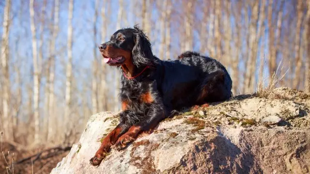 chienne lost   13560 Sénas Sky