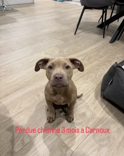 chienne lost   13470 Carnoux-en-Provence Stella