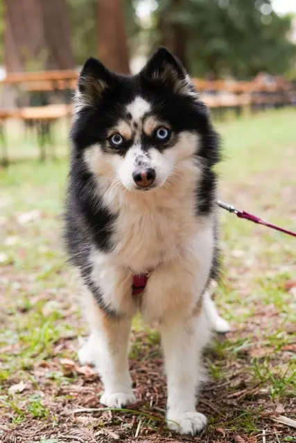 chienne lost    Martigues Targa