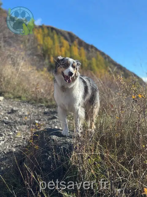 chienne lost   13100 Le Tholonet Topaze