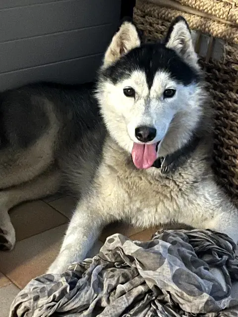 chienne lost   13190 Allauch toundra