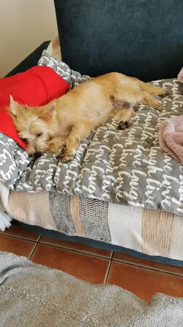 chienne lost    Arles Toupie