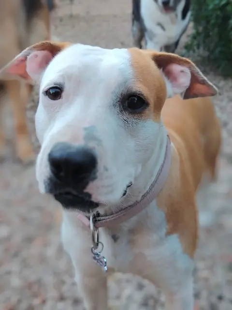 chienne lost   13700 Marignane Veda