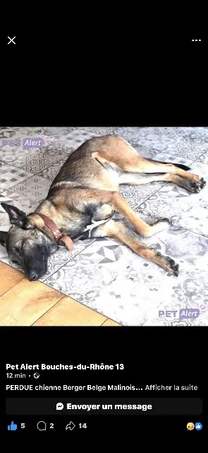 chienne lost   13190 Allauch Vodka