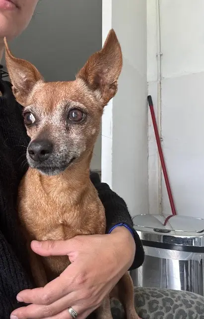 chienne perdue 13730 Saint-Victoret Kitty chienne lost 13730 Saint-Victoret Kitty