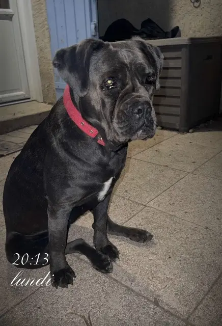 chienne perdue 13160 Ch芒teaurenard Ubye chienne lost 13160 Ch芒teaurenard Ubye