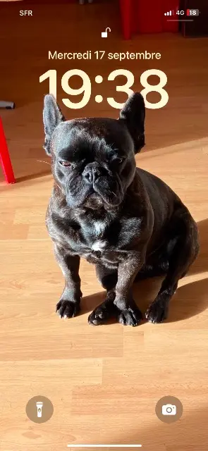 chienne lost   14800 Tourgéville Armance