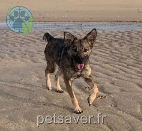 chienne lost   14440 Cresserons Aïka