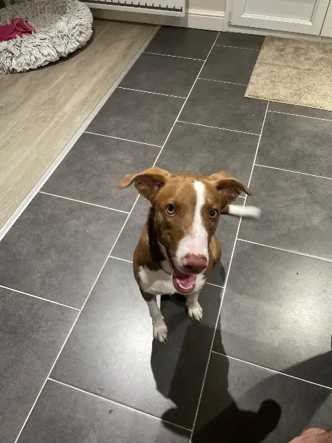chienne lost   14000 Caen Utah
