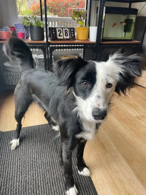 chienne lost   14000 Caen Vicky