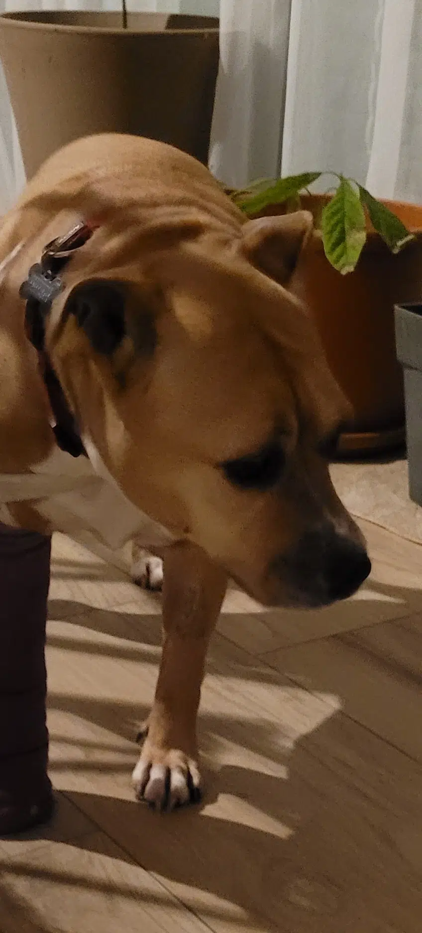 chienne lost   14880 Colleville-Montgomery Ina