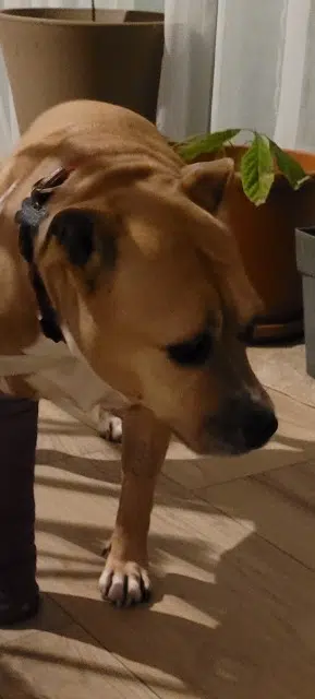 chienne lost   14880 Colleville-Montgomery Ina