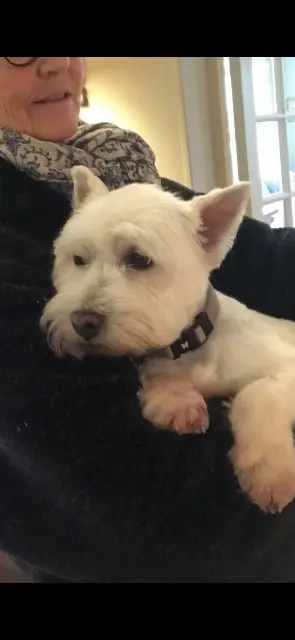 chienne lost   14140 Livarot-Pays-d'Auge POMME