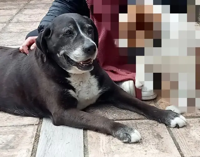 chienne lost   14340 La Boissière Logan